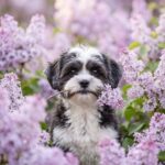 Hunde & Katzenfotografie